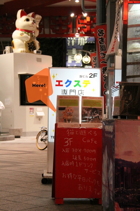 名古屋市大須「ねこカフェ　Myキャット」_d0167436_22581429.jpg