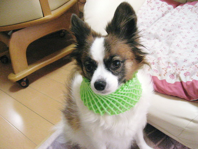 a0149240_14521780.jpg