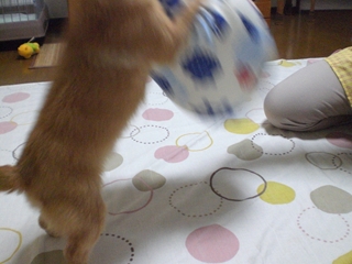 d0169340_17757.jpg