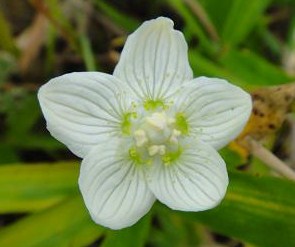 平尾台、花散策～_e0164643_1442640.jpg