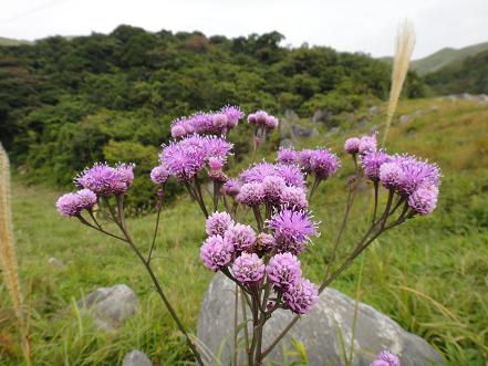 平尾台、花散策～_e0164643_14471525.jpg