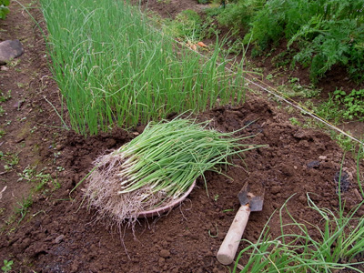 タマネギ植えつけ終了_c0063348_2227494.jpg