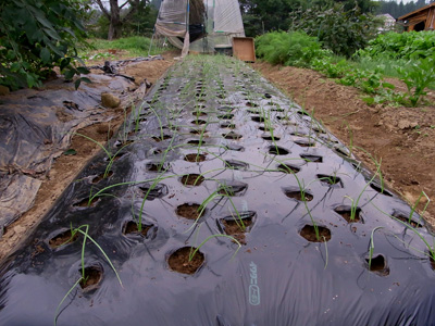 タマネギ植えつけ終了_c0063348_22295381.jpg