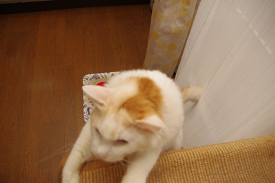 跳べるよ!_a0028451_12571614.jpg