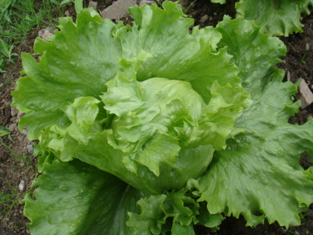 レタスは 虫も喰わない ヤヤブロ ヤヤキタ農園のつれづれ日記 レタスは 虫も喰わない ヤヤブロ ヤヤキタ農園のつれづれ日記