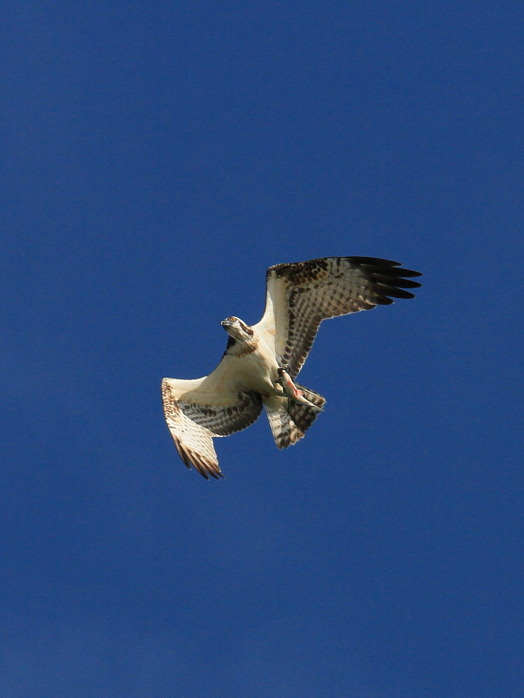 a0146869_71139.jpg