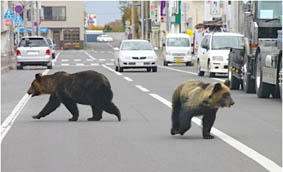 クマ出没やら大雨やら。_e0084869_22201157.jpg