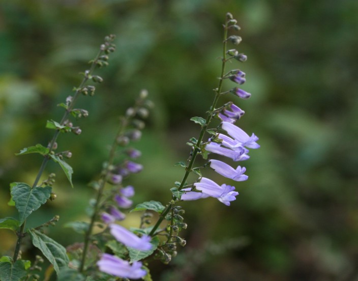 庭の秋の花２　アキチョウジとシソ科の草花_c0144185_17274230.jpg