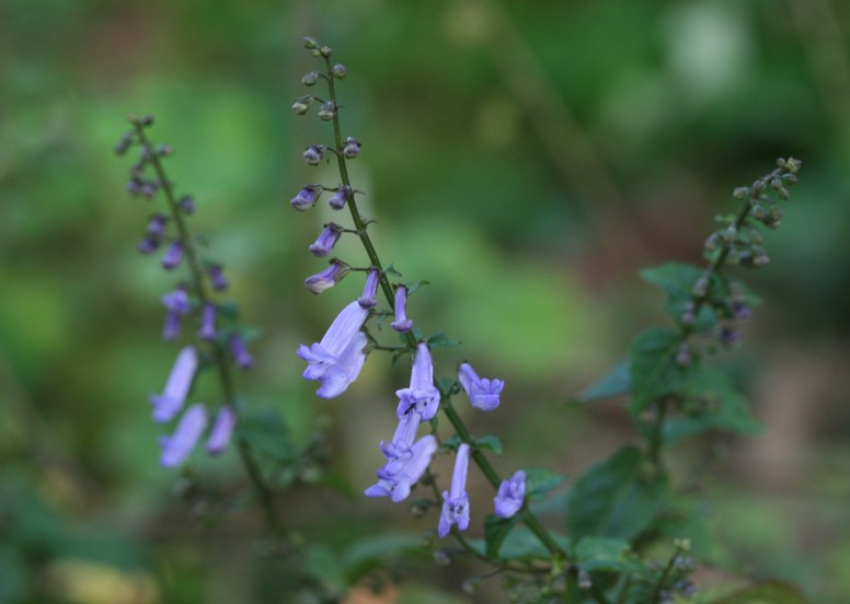 庭の秋の花２　アキチョウジとシソ科の草花_c0144185_17302964.jpg