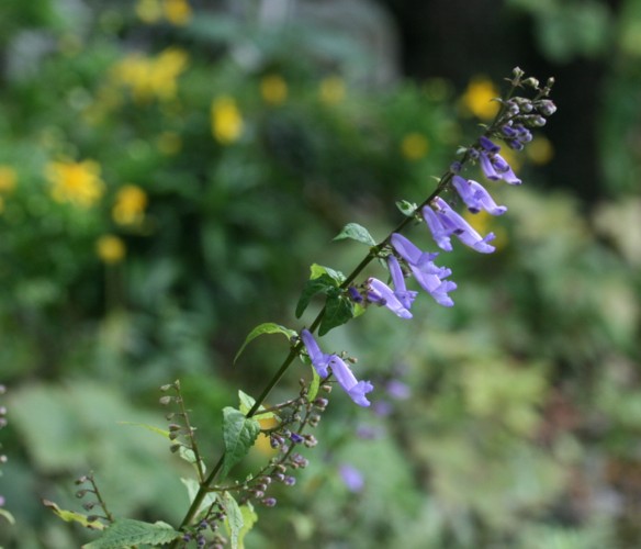 庭の秋の花２　アキチョウジとシソ科の草花_c0144185_17311025.jpg