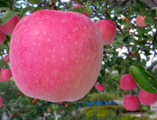 リンゴと食用菊、秋の津軽の風景をちょこっと＾＾_a0136293_2041256.jpg