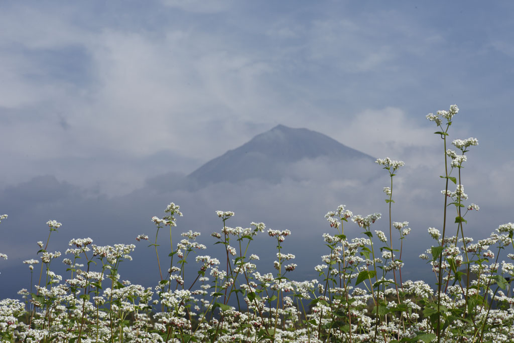 ソバと富士山_b0064396_16583850.jpg