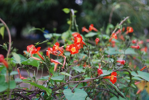 c0124100_21535820.jpg