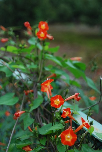 c0124100_21542440.jpg