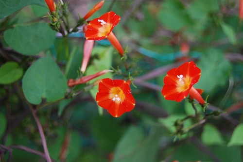 c0124100_2155645.jpg