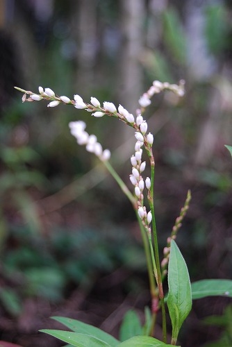 家周辺の野草…_c0124100_22164919.jpg