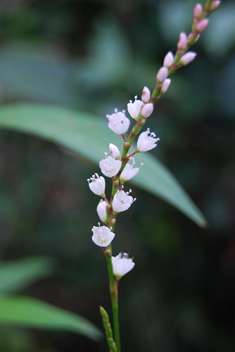 家周辺の野草…_c0124100_2217468.jpg