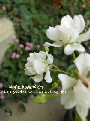 秋バラと菊の開花♪_d0170109_2223121.jpg
