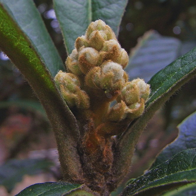 ビワの花芽 樹木見て歩き