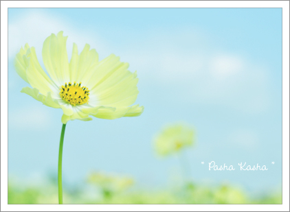 Yellow Cosmos_f0201715_23315940.jpg