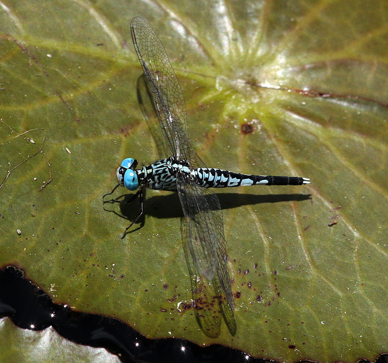 コシブトトンボ Acisoma panorpoides panorpoides_f0161823_15471662.jpg