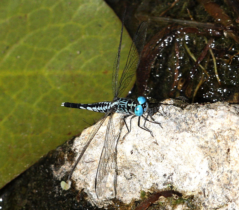 コシブトトンボ Acisoma panorpoides panorpoides_f0161823_15473647.jpg