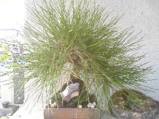 黒松を葉切り 七輪陶芸で盆栽鉢 とか を焼く