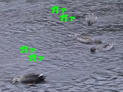 お風呂だぁいすき~♪_e0195743_16333093.jpg
