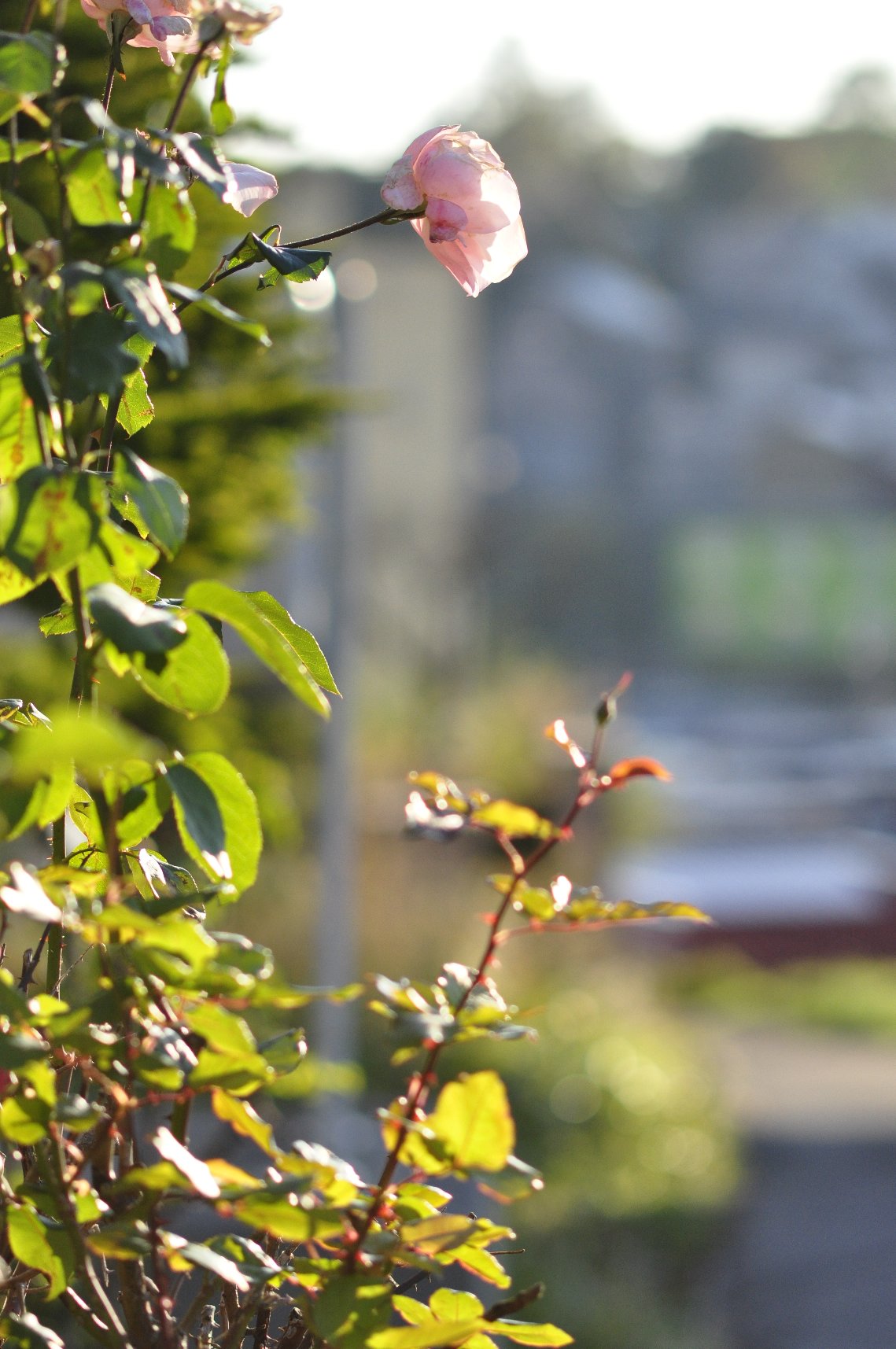 今朝の花　ご近所も_f0236843_74359100.jpg