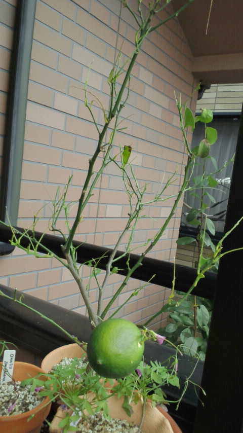 f0236744_00288.jpg