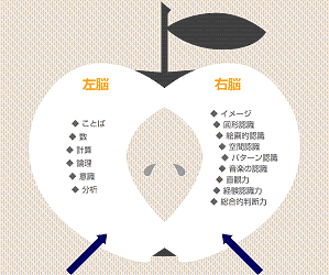 ○譜面を見る・読む・考える＝左脳、情感を表現する＝右脳・・・歌唱ベストバランス＝２：８_c0196254_833983.gif