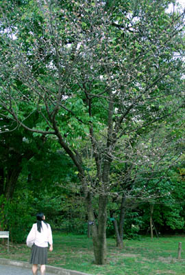 府立植物園　散策_b0160363_9491943.jpg