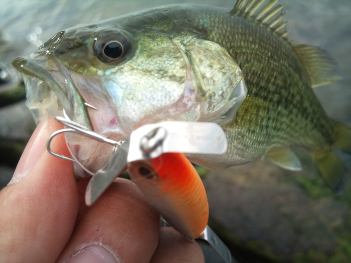 釣果情報_a0040876_22562097.jpg