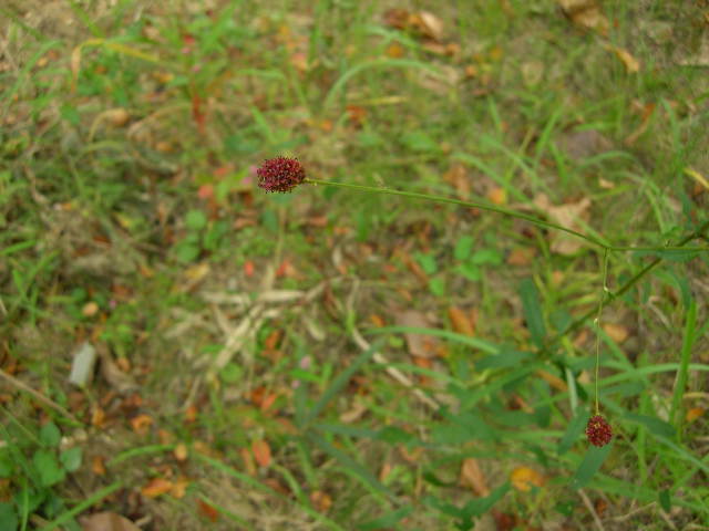 e0076879_22111877.jpg