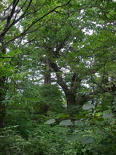 ドウの天井1333mと明神山1141ｍ_e0064783_23425856.jpg