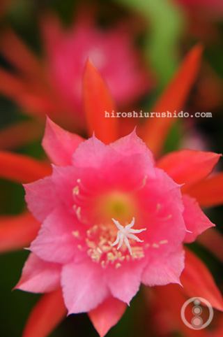 横尾芳月／「美人画」 掛軸 絹本 芳月美人