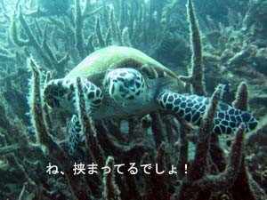 プーケットは何度目?&脱ラチャヤイ島!_f0144385_09069.jpg