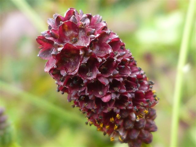 私の気分転換法、心安らぐ花・花・虫(^_^)ﾆｺﾆｺ _b0175688_23161474.jpg