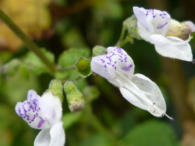 私の気分転換法、心安らぐ花・花・虫(^_^)ﾆｺﾆｺ _b0175688_2318129.jpg