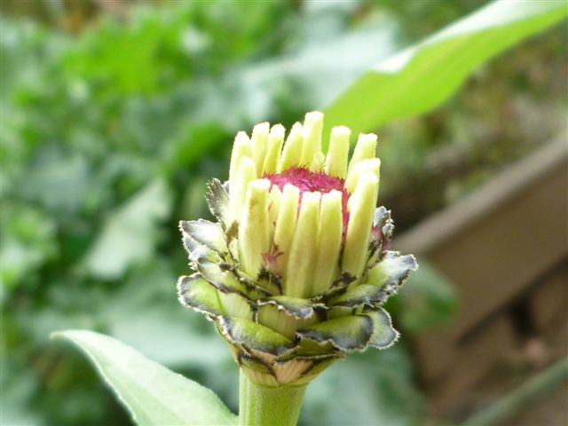 私の気分転換法、心安らぐ花・花・虫(^_^)ﾆｺﾆｺ _b0175688_23321760.jpg