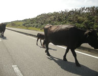 ◆西崎・日本最西端の碑（沖縄県八重山郡与那国町）_c0221295_8553848.jpg