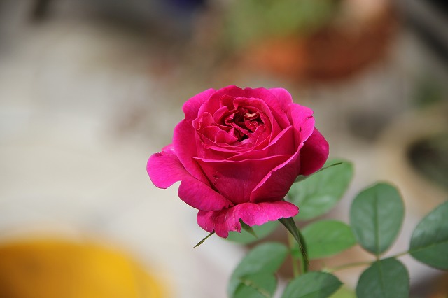 a0123003_0114611.jpg