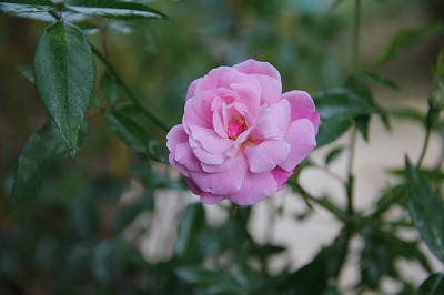 a0123003_013715.jpg