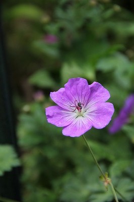 今日の庭の花_a0123003_0194025.jpg