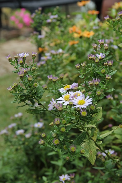 今日の庭の花_a0123003_0221885.jpg