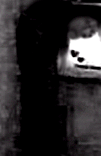 e0103408_18562090.gif