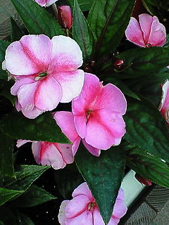 d0012611_0592084.jpg