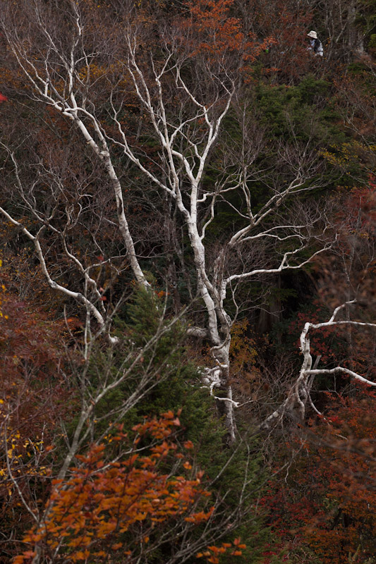 頂上から中島川口までの紅葉がキレイだった。_e0051018_12195197.jpg