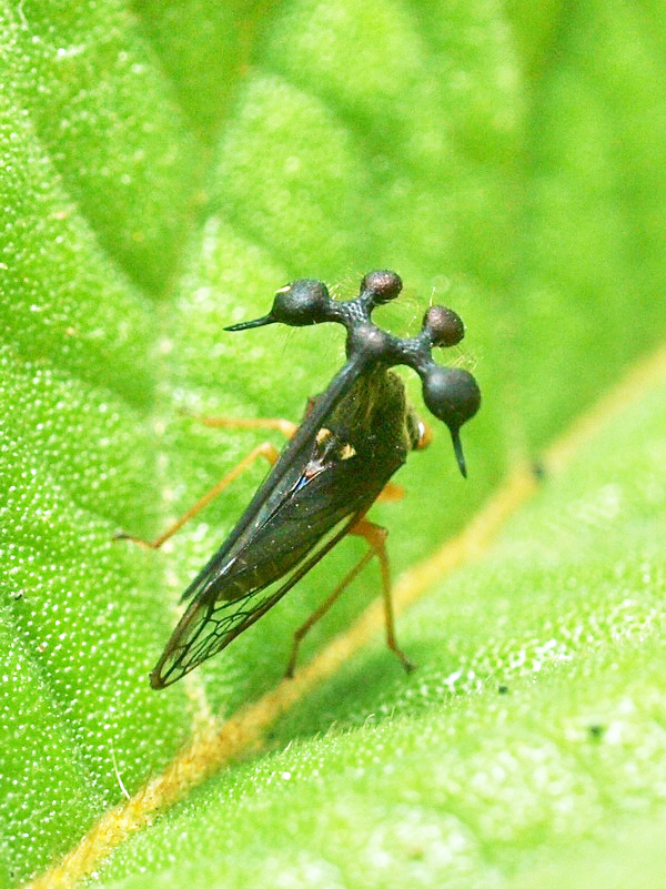 20101012 ブラジル散歩：サンパウロの虫たち(2) : NATURE DIARY