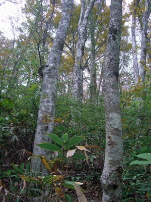 e0110940_2151202.jpg